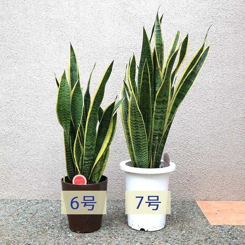 リビングやオフィス向きサイズ 1個