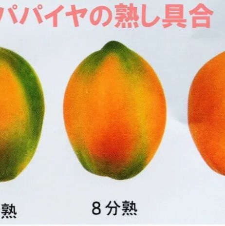 沖縄県産 フルーツパパイヤ 2玉（1㎏前後）国産 果物-5