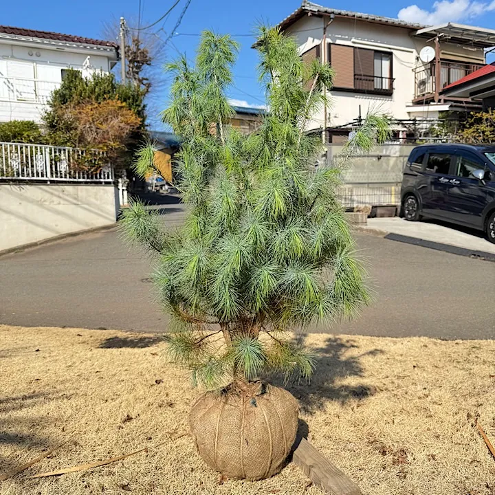 1月入荷 50粒+ マルチネスピニョンマツ 種 種子 証明書あり1908 1月入荷 50粒+ マルチネスピニョンマツ 種 種子 証明書あり1908