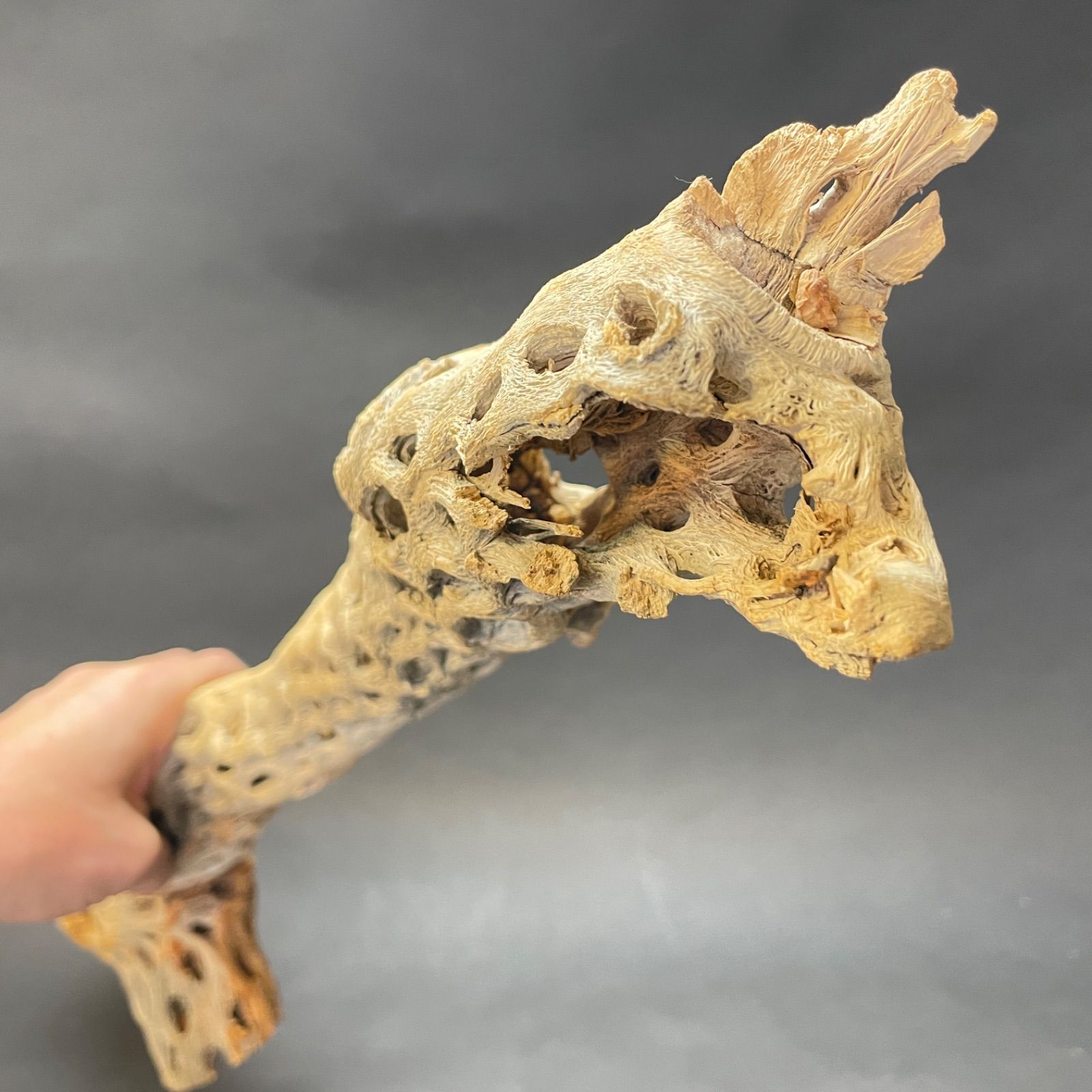 極太＊長さ70cm×最大幅15cm×最大φ9cm＊カクタススケルトン1本