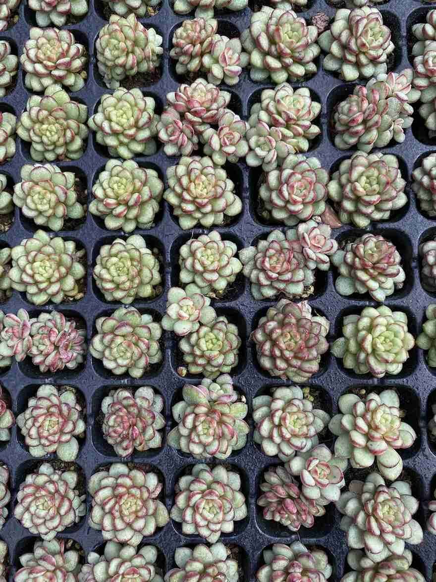 あ*お様 A767-4 ロココ 105苗 多肉植物 土根付き エケベリア 韓国苗