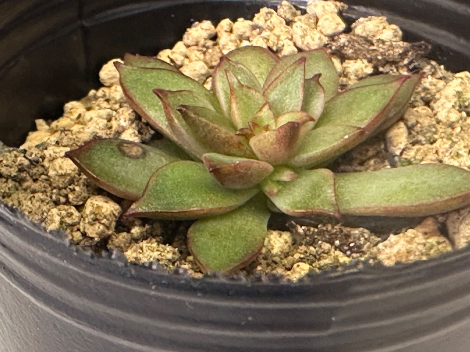 祭囃子】 ミックスベリア おらいさん苗 札なし ポットごと - メルカリ