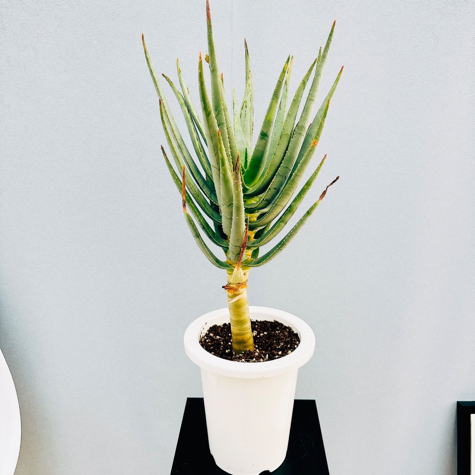 美品⭐︎SOLSO FARM購入⭐︎ 大型　鉢　プランター　モダン 美品⭐︎SOLSO FARM購入⭐︎大型 鉢 プランター モダン 【公式通販】