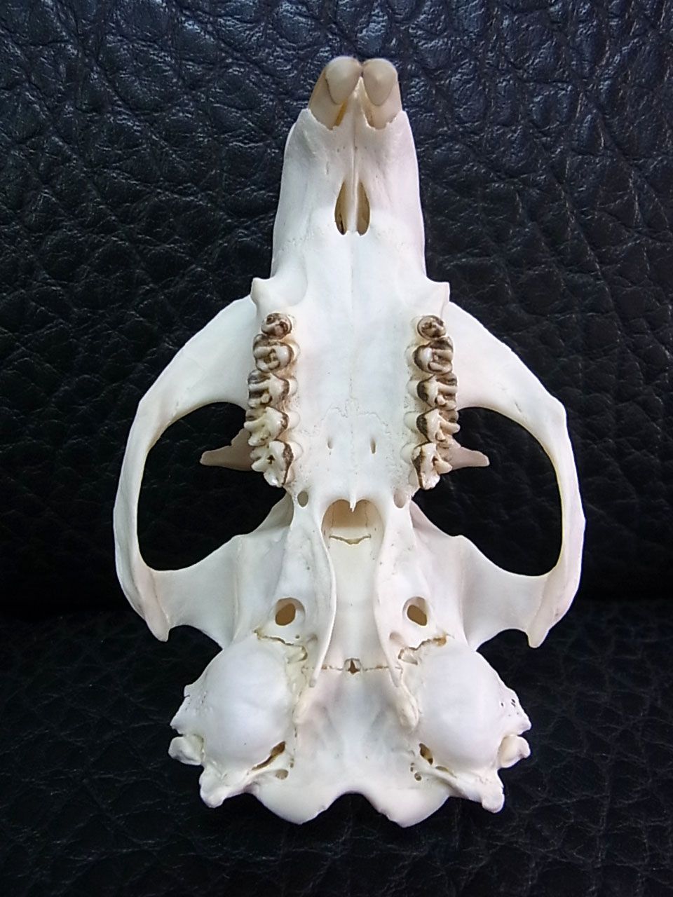 アメリカ便 ウッドチャックの頭骨 - メルカリ