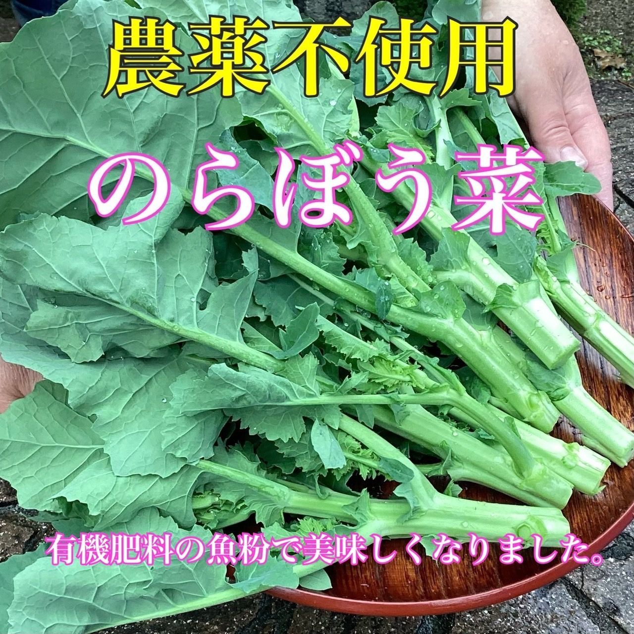 九条ネギ長ネギ農薬不使用除草剤無し 【超安い】 - 野菜