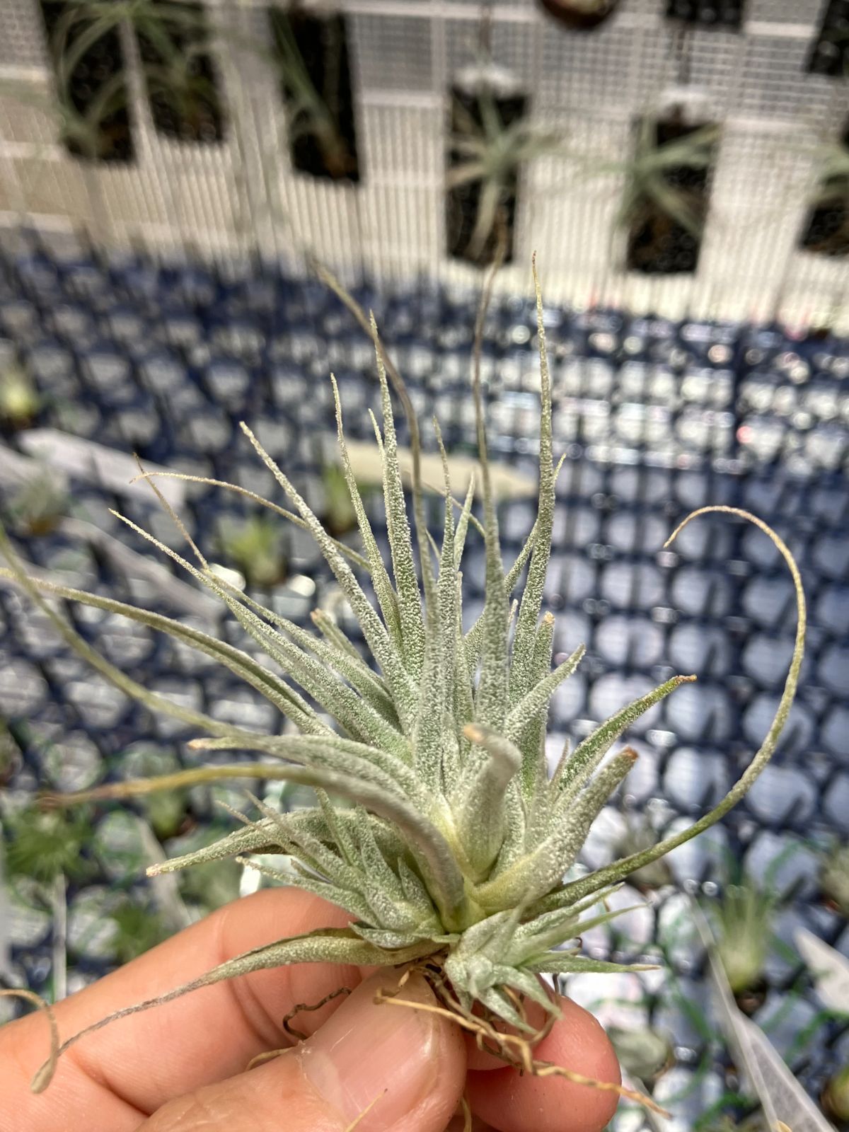 【ネコポス】チランジア エーレルシアナ Tillandsia ehlersiana　キンクマ農園☆T0047