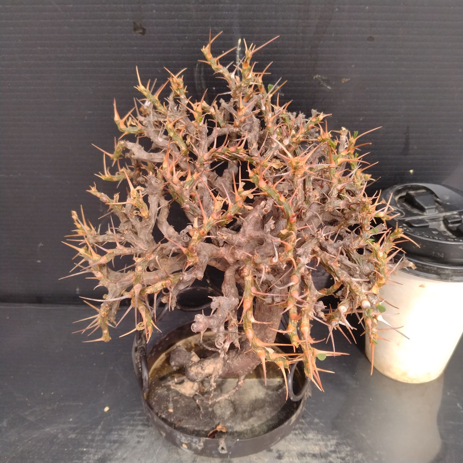 R325【最新到着】Sarcocaulon バンデリエティアエ(現地球・抜き R325【最新到着】Sarcocaulon バンデリエティアエ(現地球・抜き