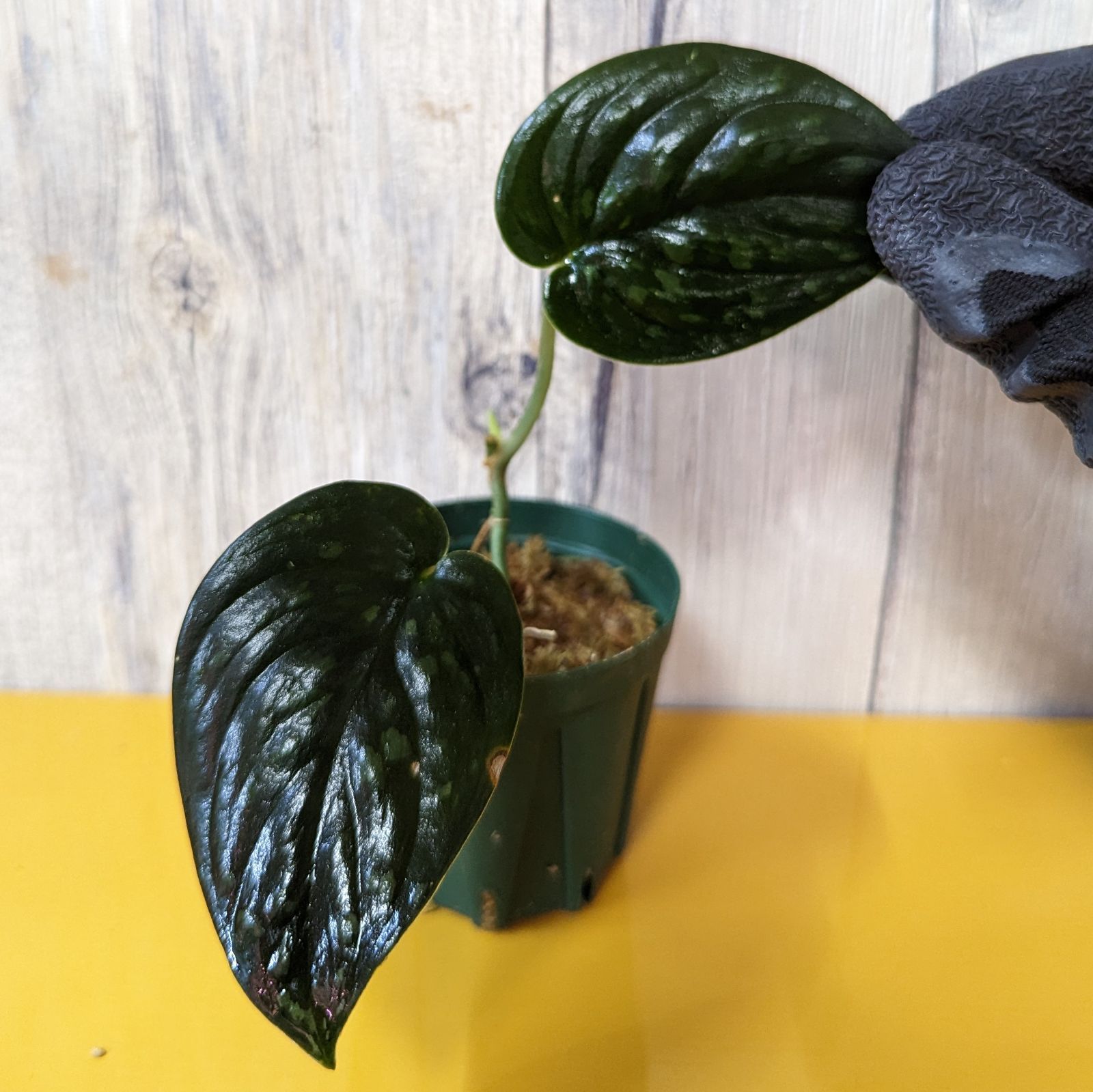 レア！　Scindapsus Lakambini スキンダプサス・ラカンビニ 美斑】Scindapsus Lakambini スキンダプサス ラカンビニ ①