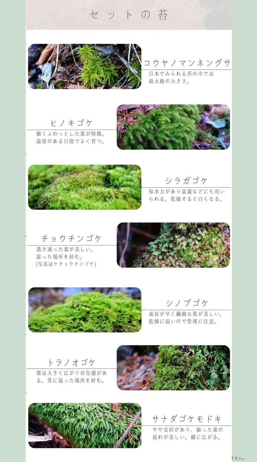 テラリウムにおすすめの苔セット 7種 パルダリウム　メンテナンス コウヤノマンネングサ　ヒノキゴケ　シノブゴケ　チョウチンゴケ　シラガゴケ　トラノオゴケ　オオサナダゴケモドキ S