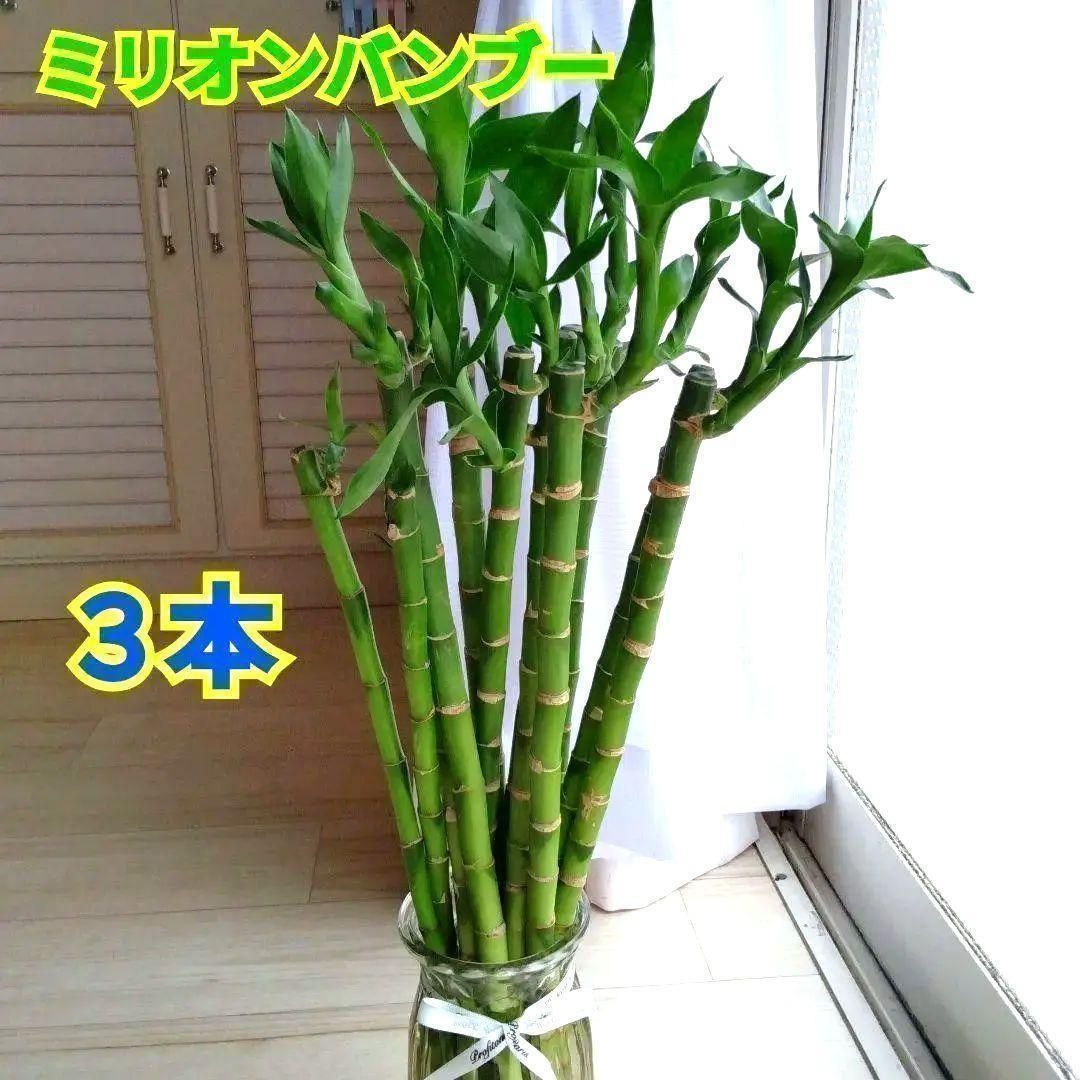 ミリオンバンブー☆開運竹☆スパイラル3本セット☆ラッキー