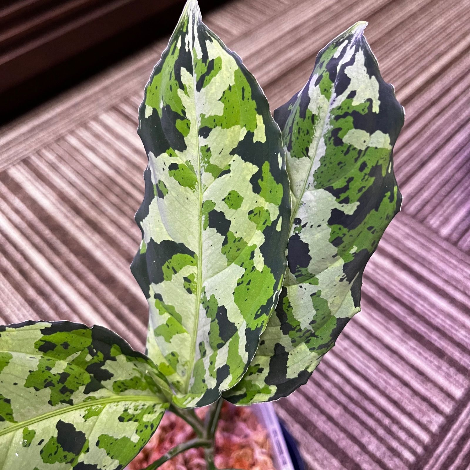 ◇RGL◇ 子株 南スマトラ 現地便です アグラオネマ ピクタム マルチ