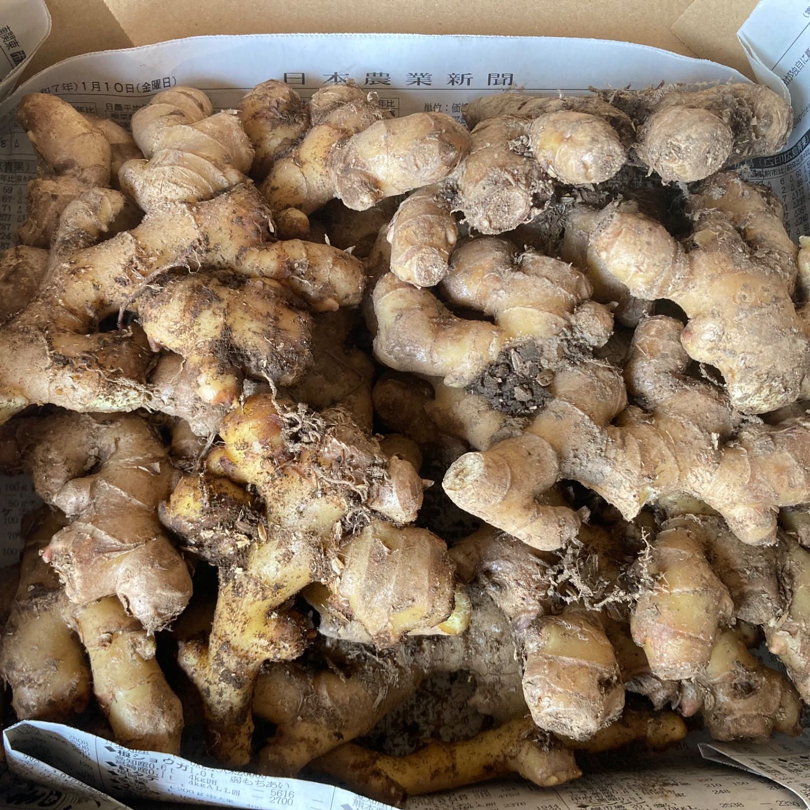 無農薬！幻の三州生姜 約8kg 種生姜・食用可 - メルカリ