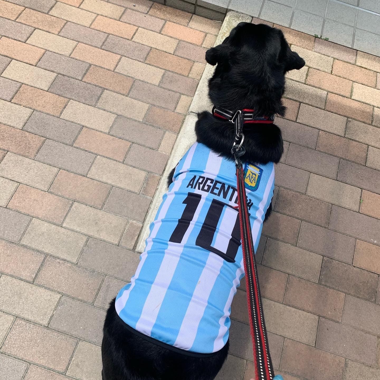  アルゼンチン代表 犬用ユニフォーム M W杯 アルゼンチン代表 犬用ユニフォーム M W杯 アルゼンチン代表 犬用