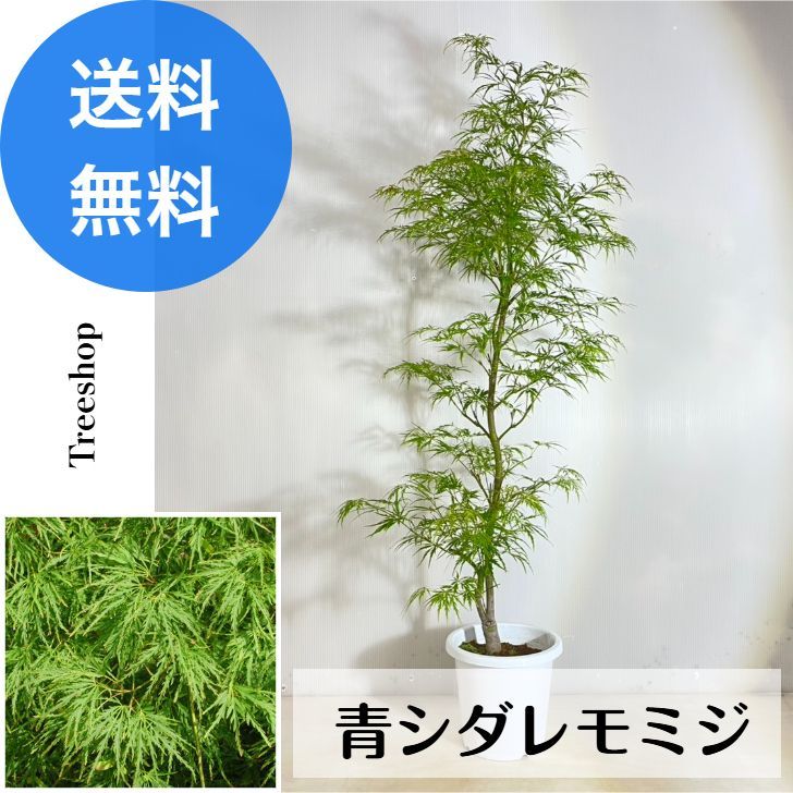アオシダレモミジ 青枝垂れ紅葉 青 もみじ 高さ1.1ｍ 幅0.4ｍ 18cmプラ鉢 落葉 シンボルツリー 和風 自然風 植木 庭木 苗木