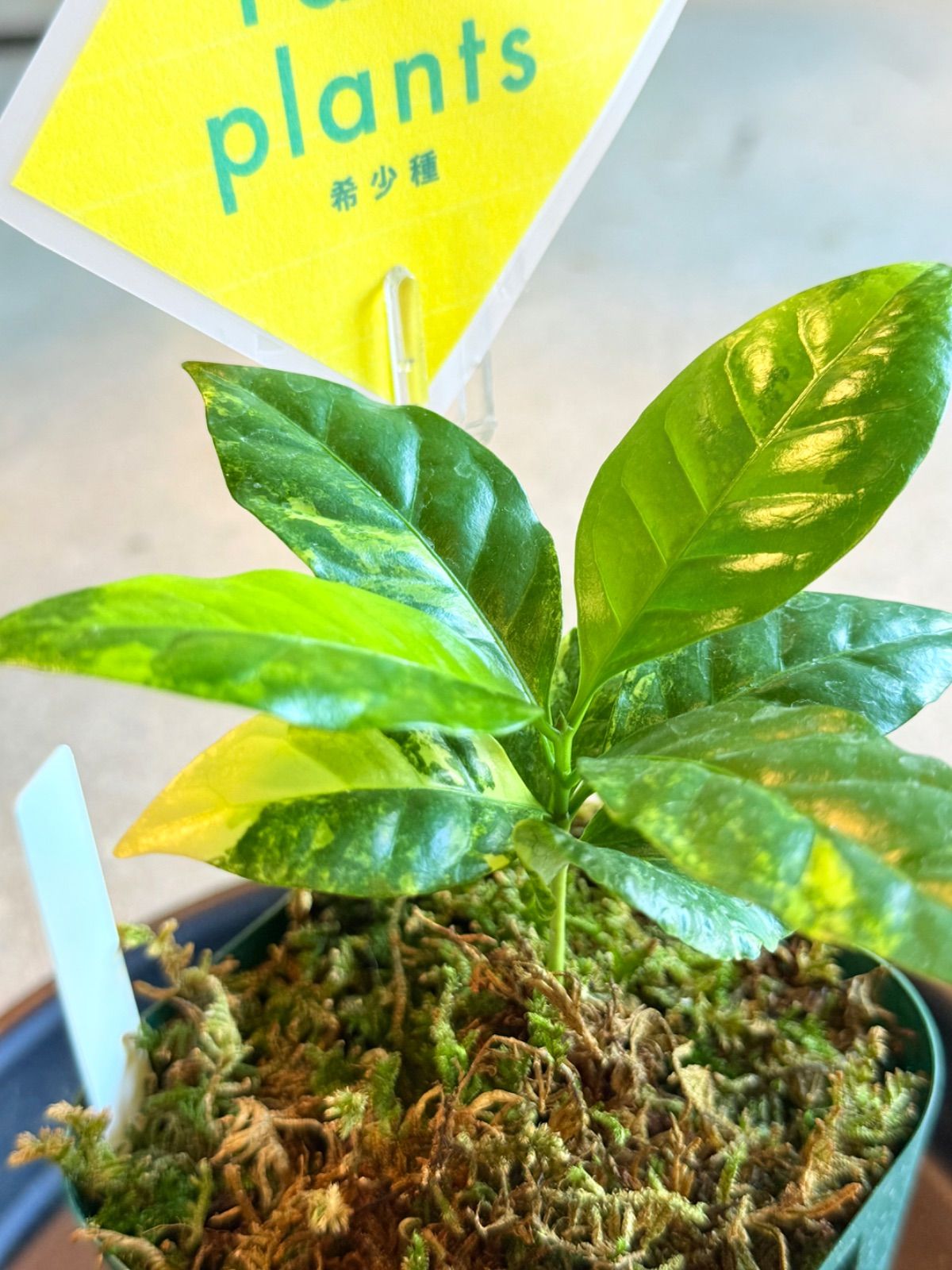 ☆激レア☆ 斑入り コーヒーの木 【公式通販】