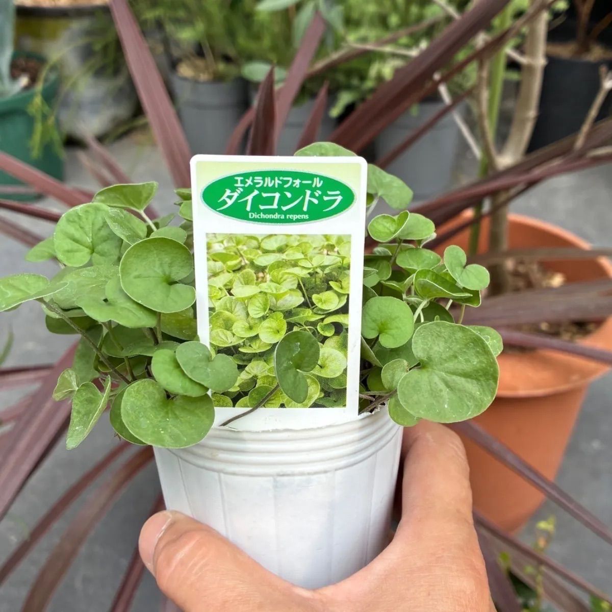 オリーブとグランドカバーセット