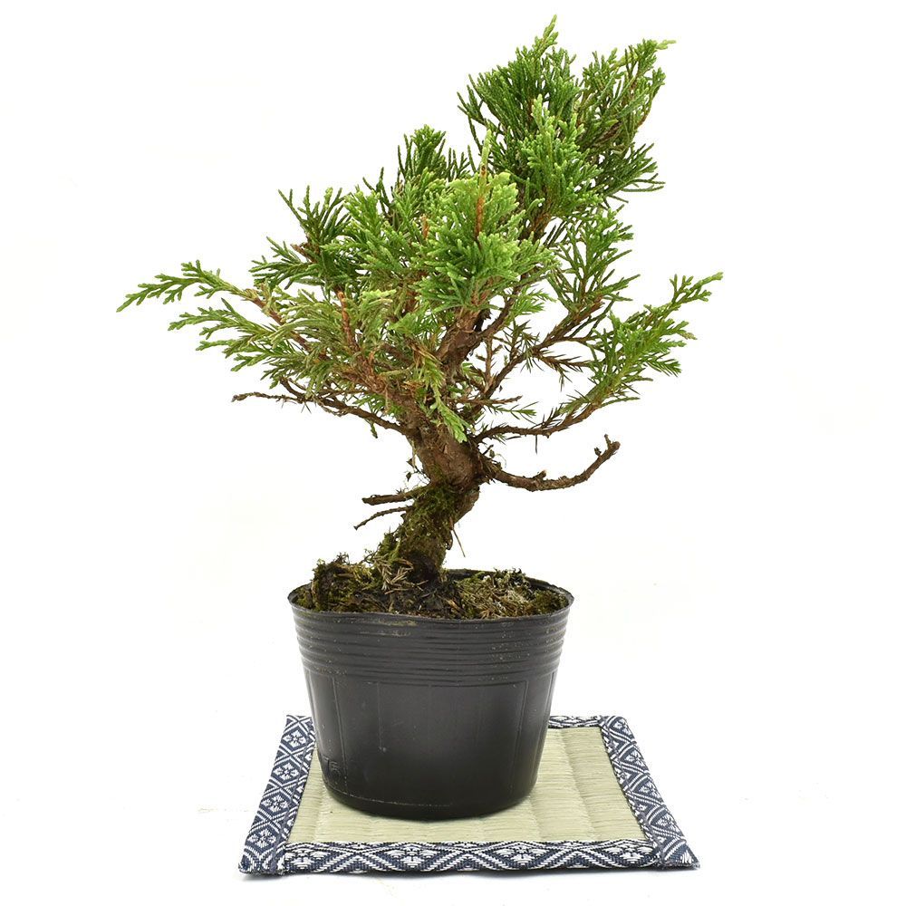 盆栽 糸魚川真柏 素材 苗木 15cm ミニ盆栽 小品盆栽 bonsai - メルカリ