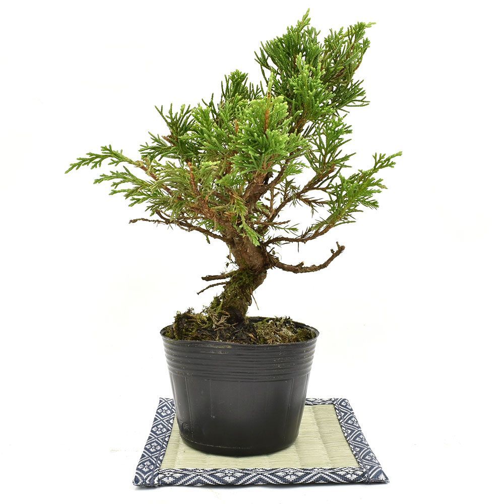 盆栽 糸魚川真柏 素材 苗木 15ｃｍ ミニ盆栽 小品盆栽 bonsai - メルカリ