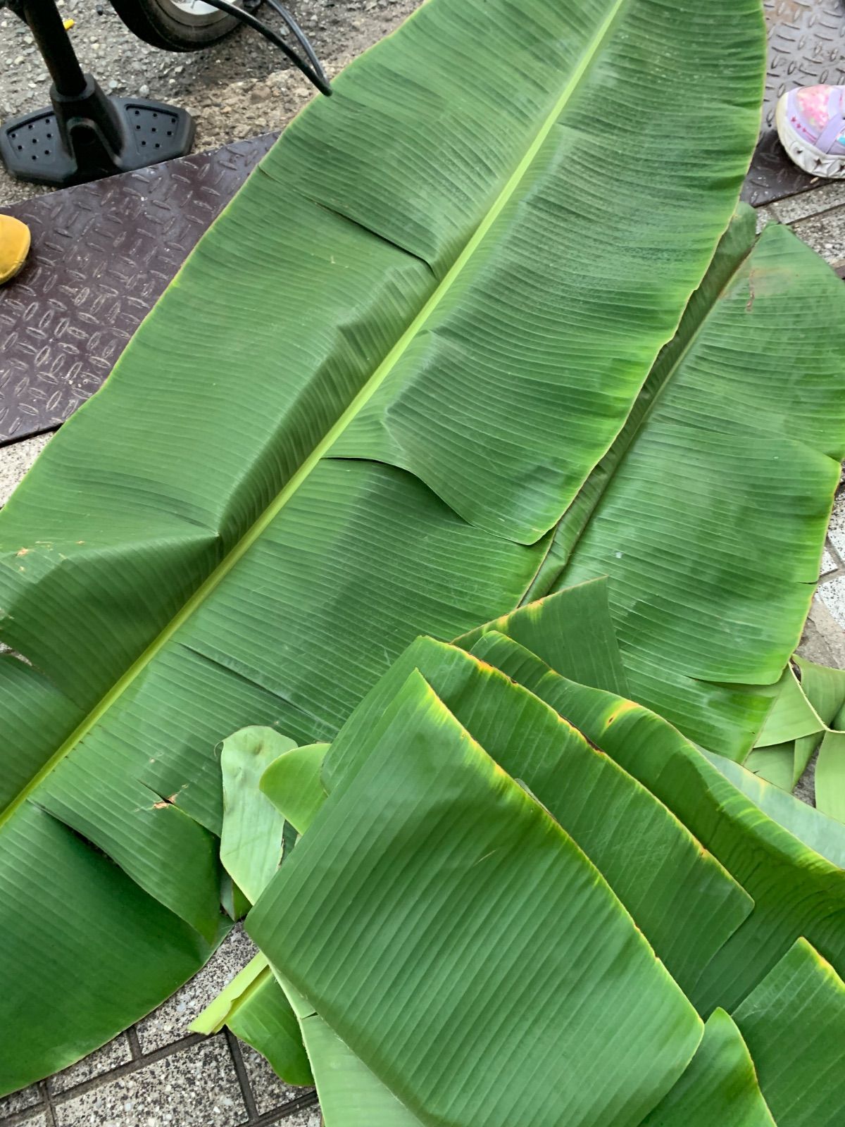 沖縄産　新鮮なバナナの葉　葉っぱ　リーフ　5kg 新鮮なバナナの葉 5kg 販売中 - お茶や料理に最適！沖縄県産【即日発送