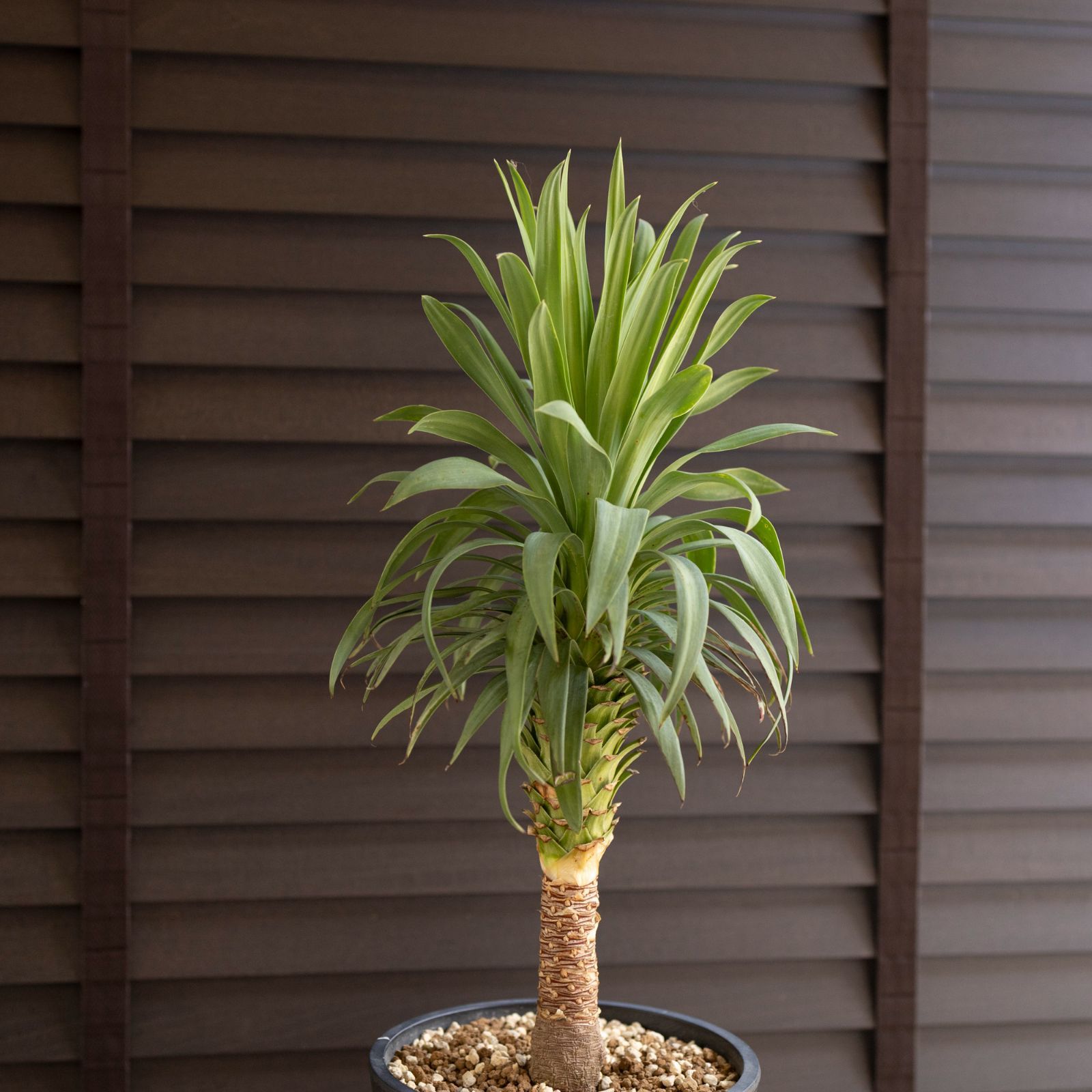 ユッカ グロリオサ　ユッカラン 楽天市場】【ブラックフライデークーポン有！】ユッカ・グロリオサ