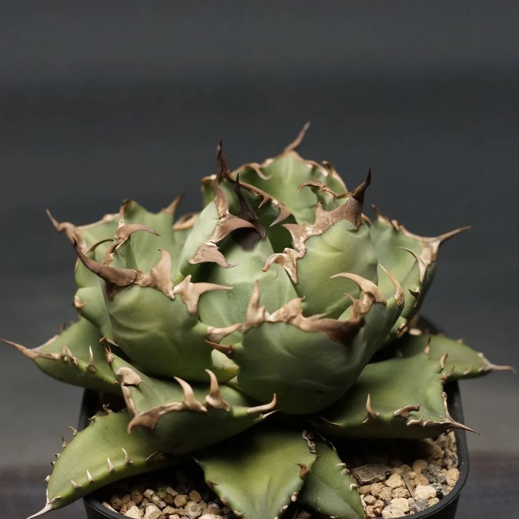 国内血統アガベ農大ナンバーワン Agave titanota No,1【アガベ