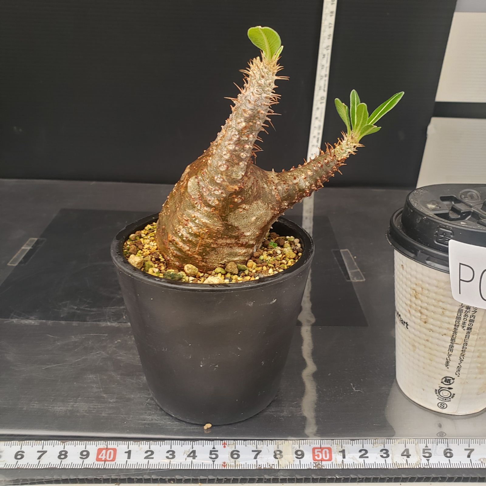 パキポディウム　カクチペス　現地球　コレクション株 パキポディウム カクチペス 現地球 （R155【自社養生株