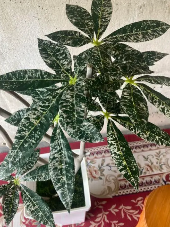 独特の素材 光触媒 人工観葉植物 ウォールグリーン フェイク フラワー