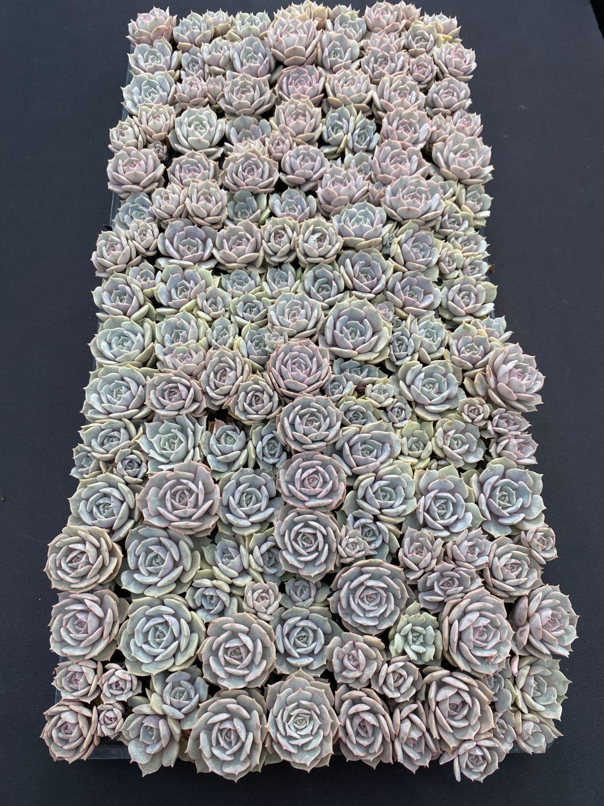 72株 A353-2多肉植物 エケベリア ルナレン サボテン 観葉植物 花 園芸