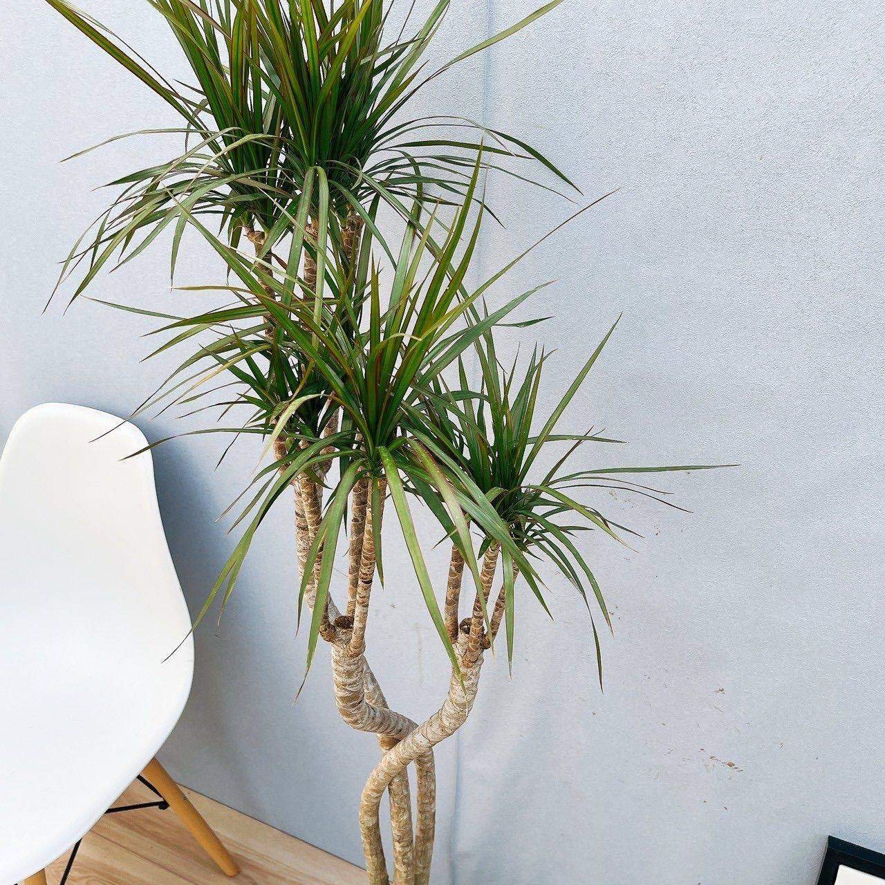 現品］18番 ドラセナ コンシンネ 曲がり 8号 観葉植物 大型 室内