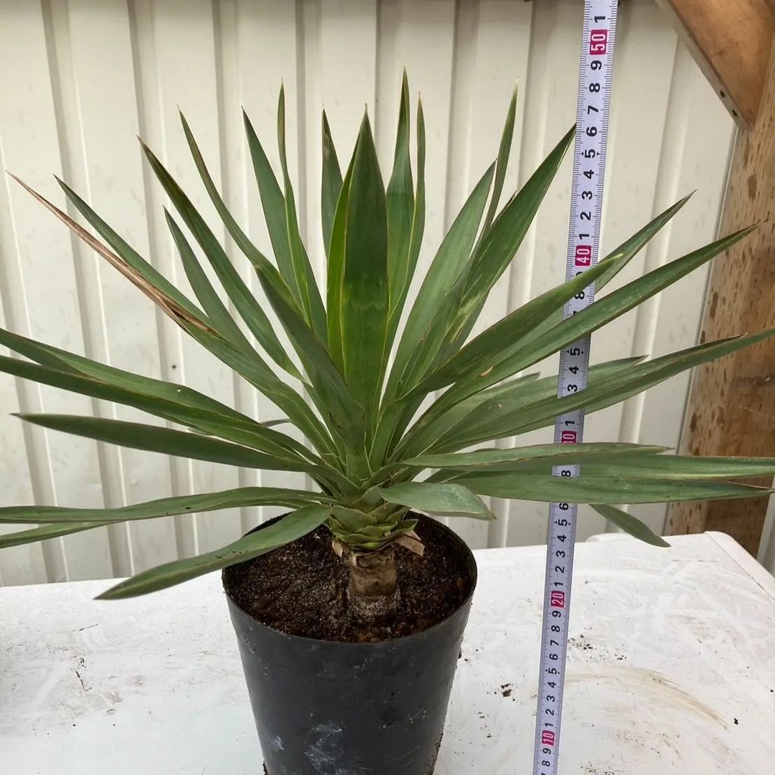 鉢ごと発送】ユッカ グロリオサ Yucca gloriosa - PALM TREE STORE