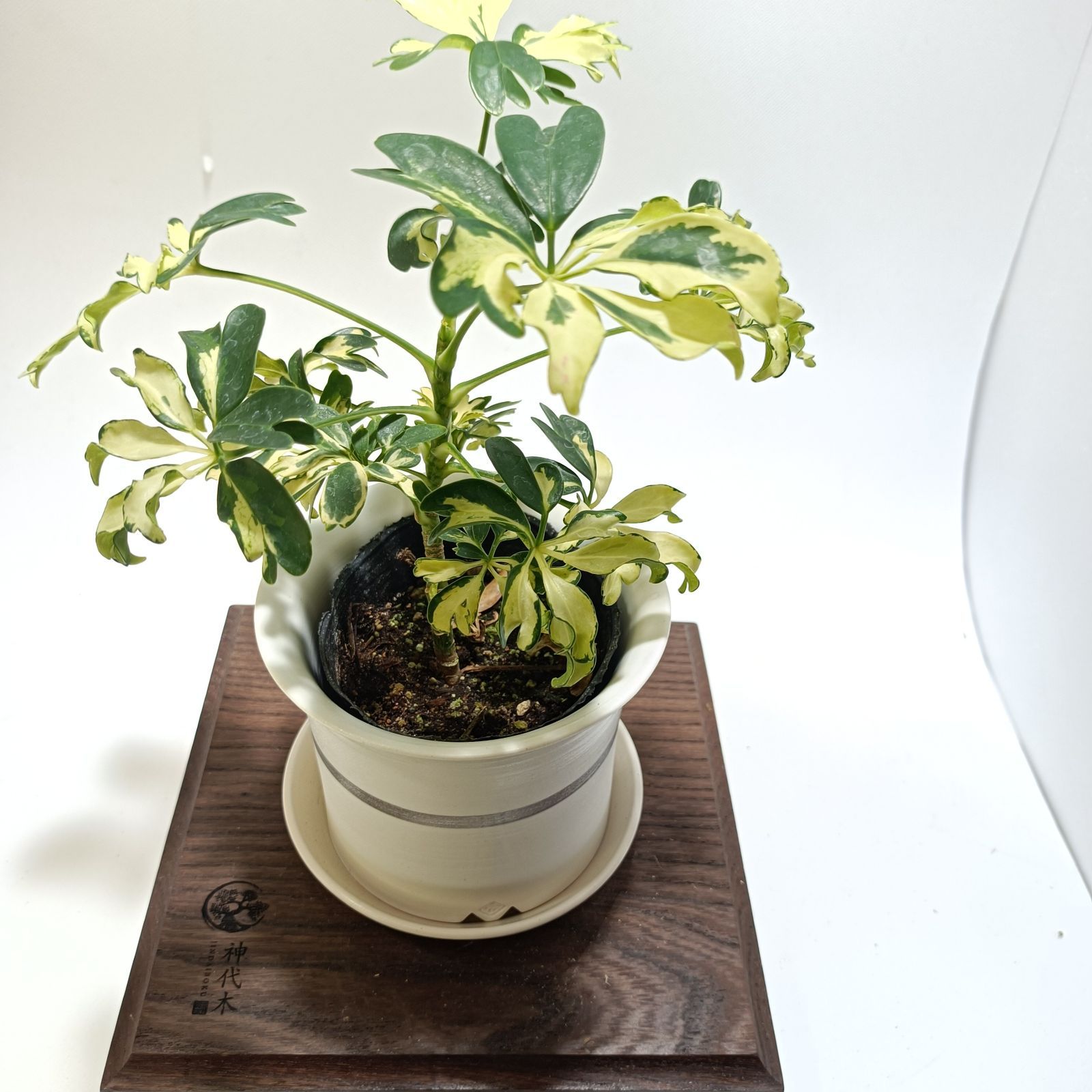 シェフレラ ジェニーネ 3号ポット scf-rnt-f_24-12-00000 - メルカリ