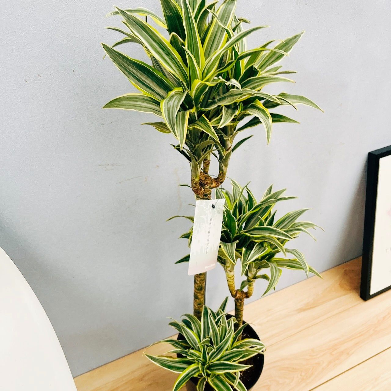 ✴︎】ドラセナ アフェランドラ クロトン ハイドロカルチャー 観葉植物