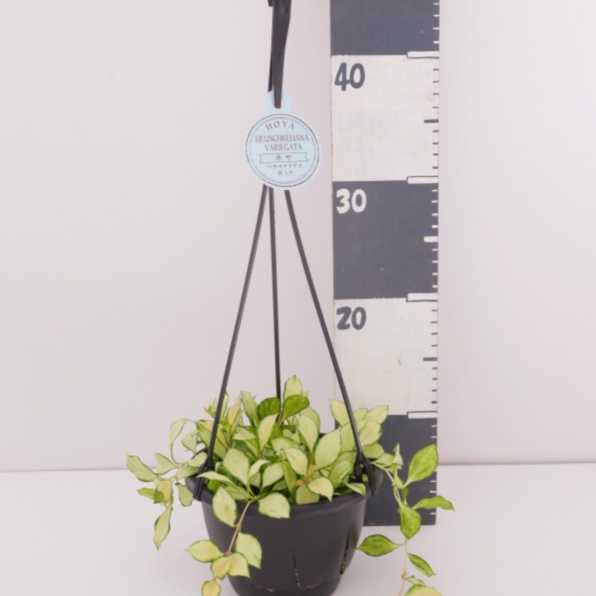 ホヤ ヘウスケリアナ 斑入り バリエガータ 希少 - メルカリ