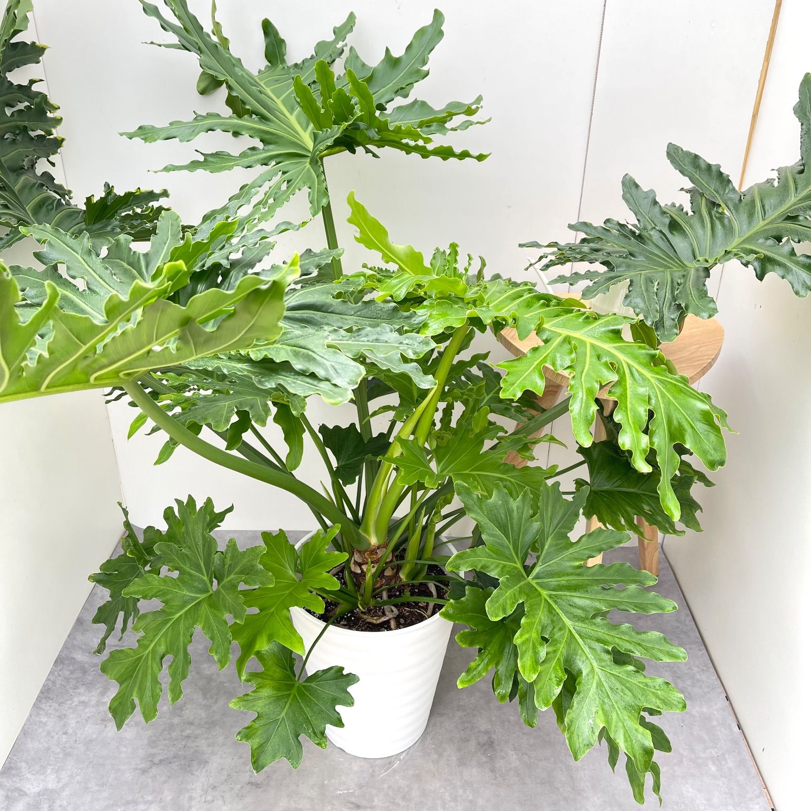 フィロデンドロン セローム 根上がり 8 現品 観葉植物 室内 特大 10号