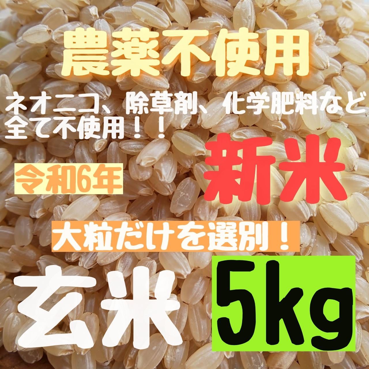 新米(※9月末、10月初旬〜収穫出来次第発送) 【選別済みの大粒揃い】無農薬 農薬不使用 ヒノヒカリ 玄米 5kg さくらの玄米 - メルカリ