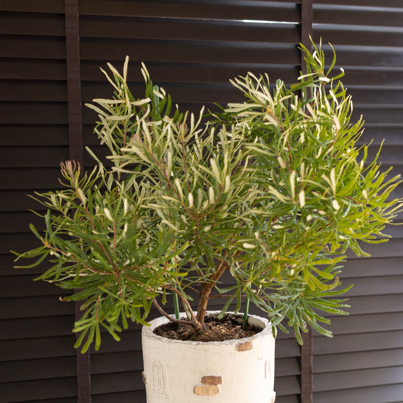 バンクシア スピヌローサ（ヘアピン）Banksia Spinulosa