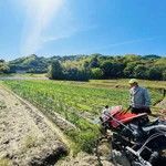 《玉ねぎの王様ターザン》淡路島玉ねぎ “いくたま” Lサイズ 10kg【兵庫県淡路島産】