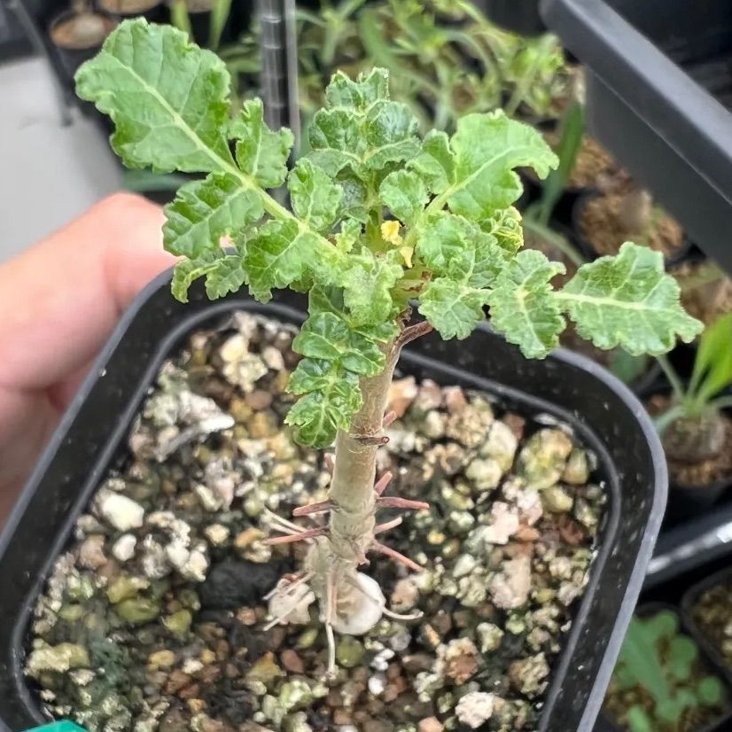 ボスウェリア サクラ Boswellia sacra 実生 - メルカリ