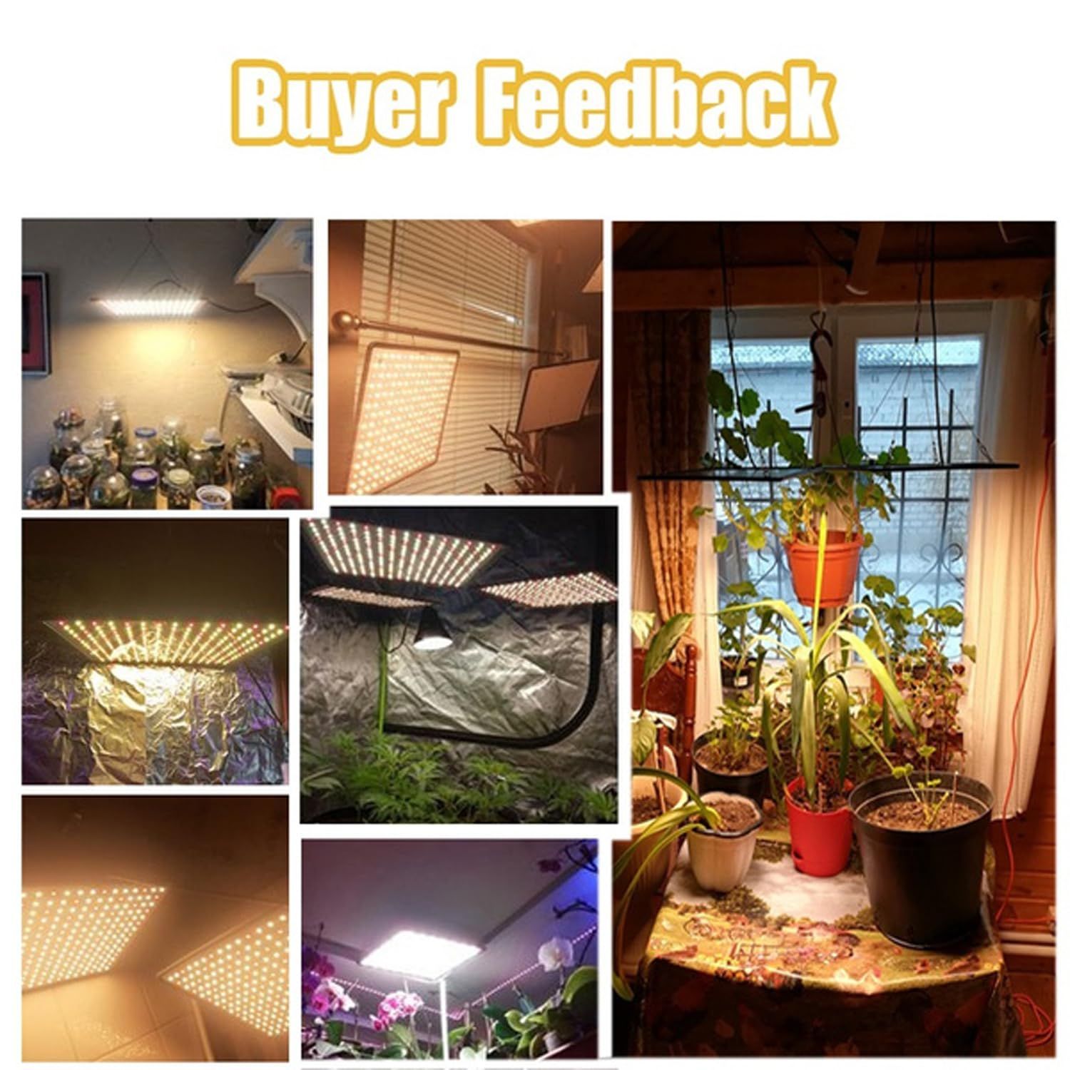 水耕栽培 多肉植物