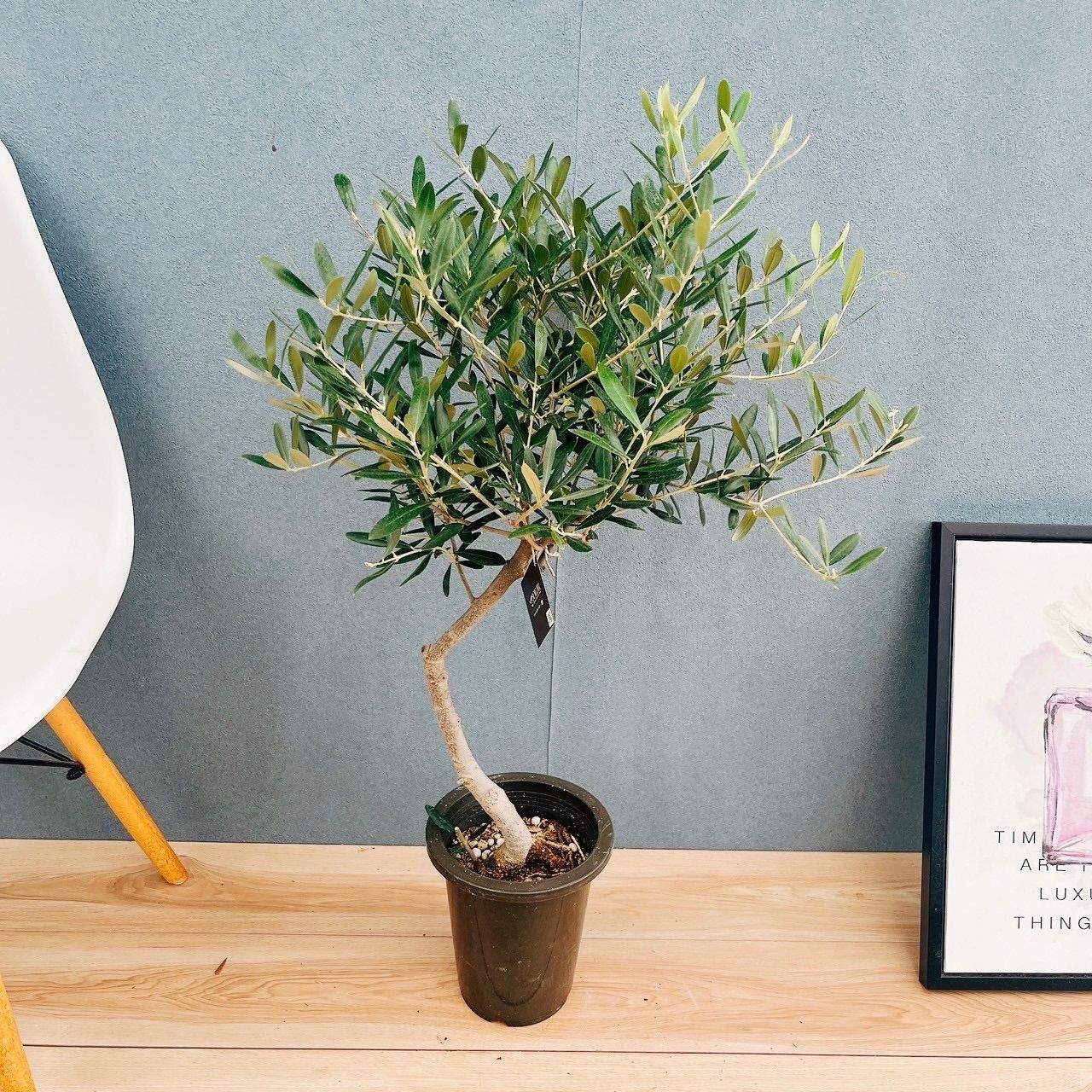 現品］15番 創樹 オリーブ ネバディロブランコ 6号 観葉植物 屋外