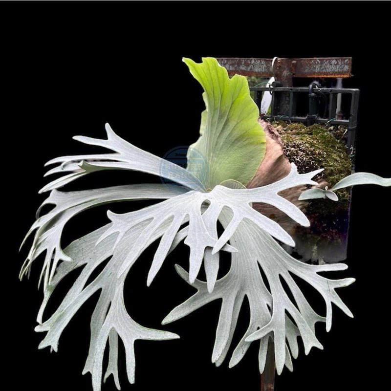 ビカクシダ】P.bifurcatum sp.white (E-1/白ビフ) - 植物/観葉植物