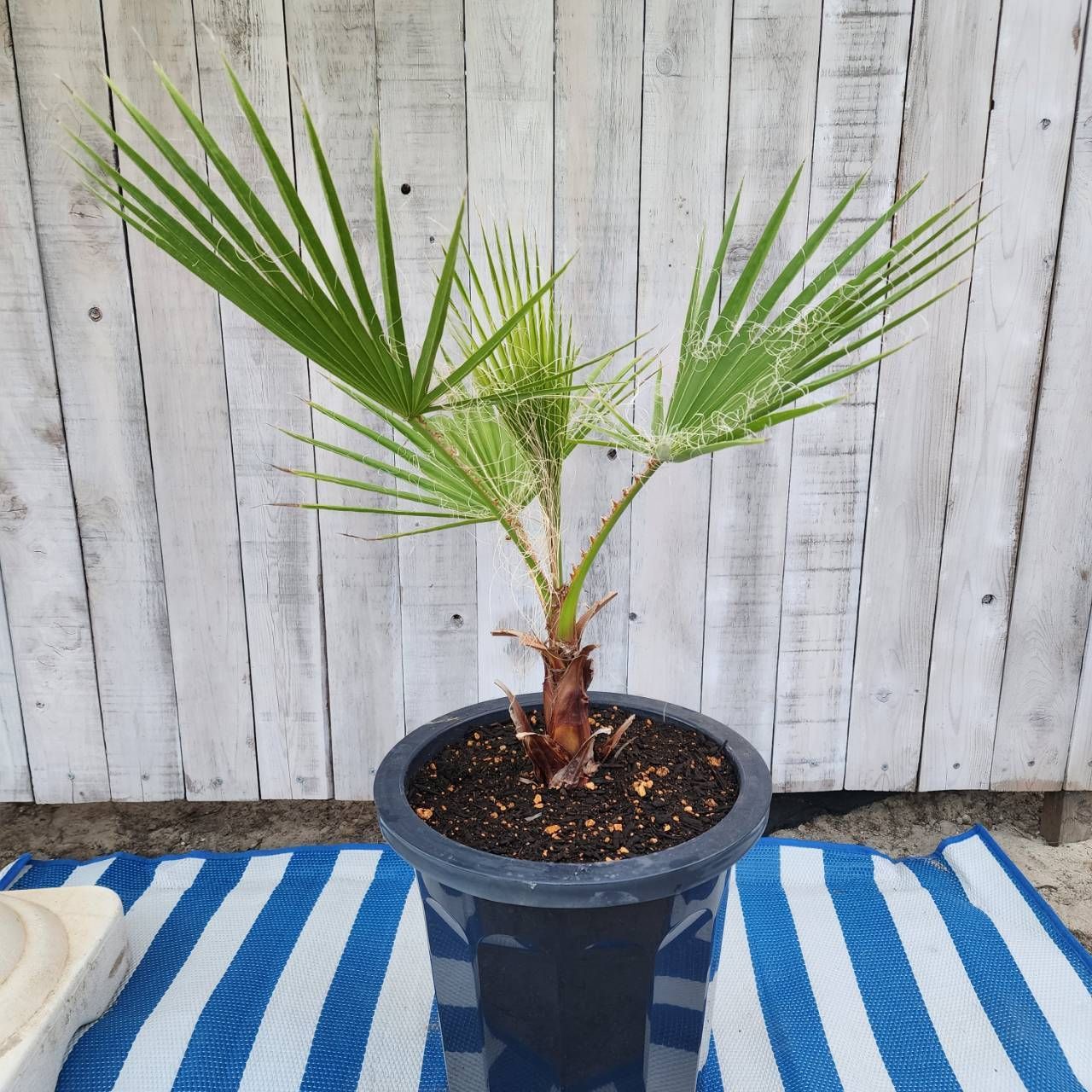 29番：ヤシ・ココスヤシ