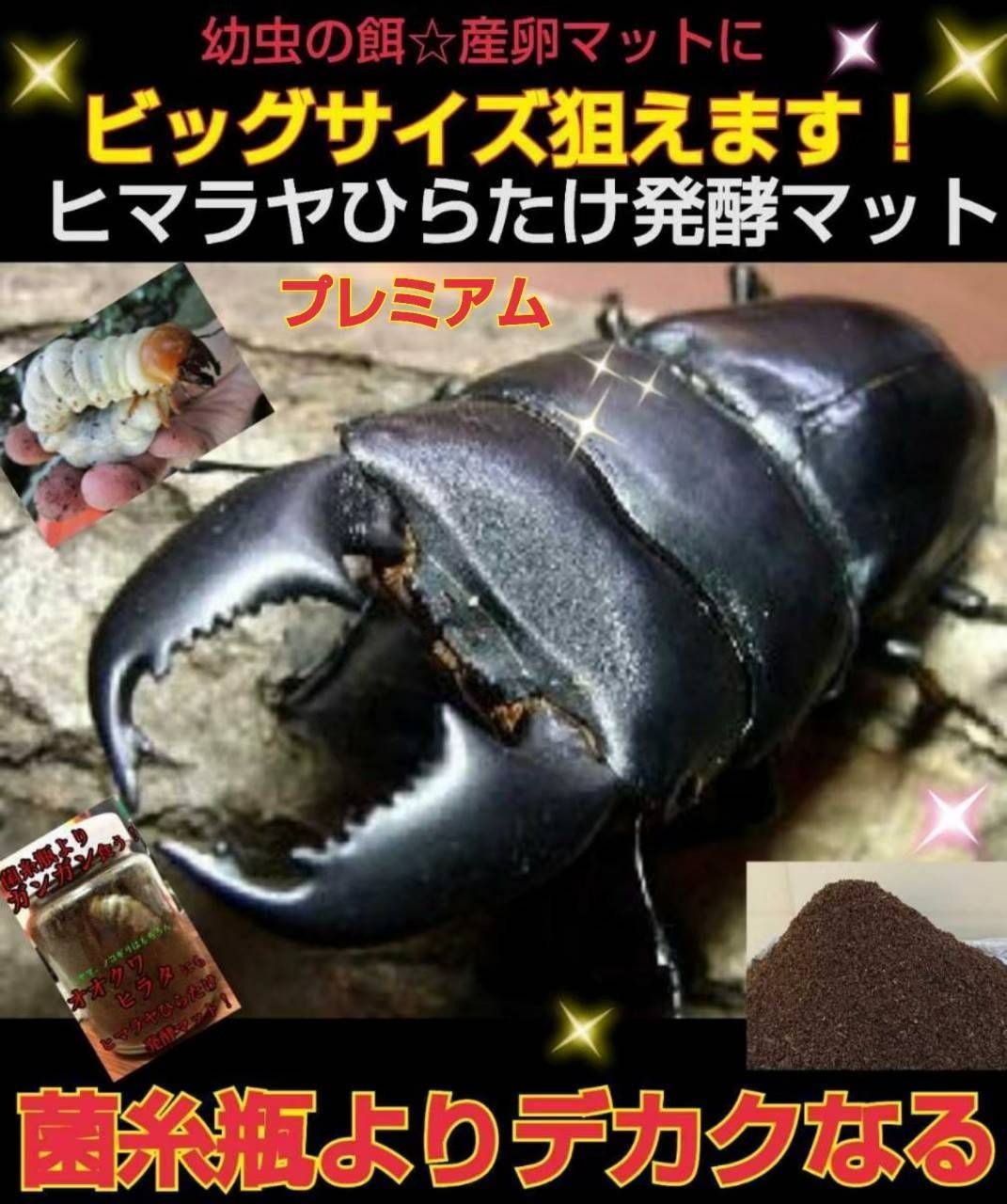 クワガタ幼虫が巨大化します！ヒマラヤひらたけ発酵マット！菌糸瓶よりデカクなる！ -