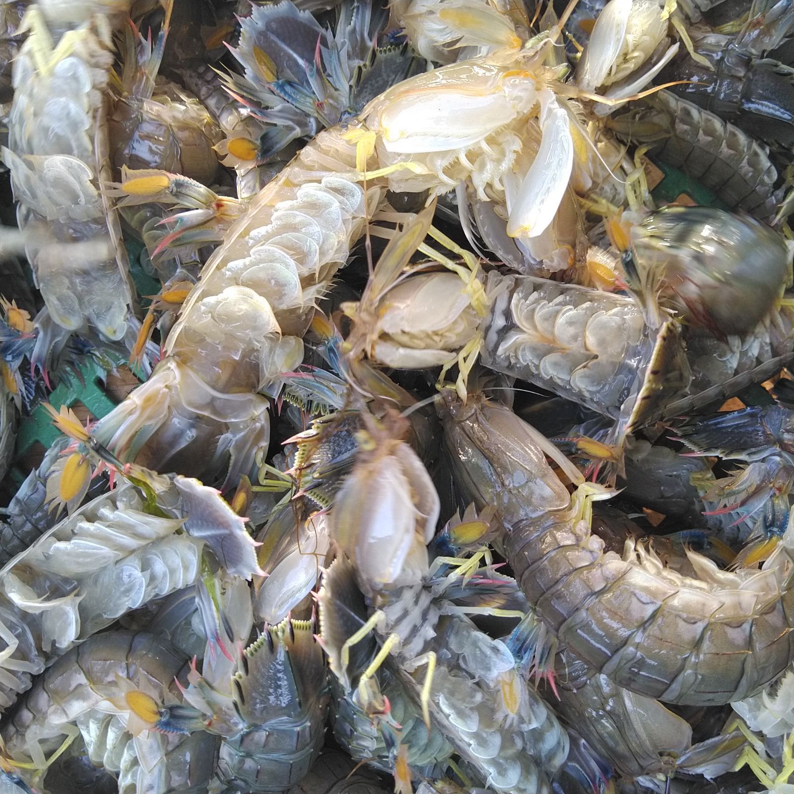 活梱包「水無 蝦蛄１ｋｇ」（20-32匹）シャコエビ シャコ しゃこえび　蝦蛄海老 シャコ刺身 蝦蛄刺身 刺し身 シャコの寿司に ボイルシャコに 漁師直送 活きて到着の可能性あり 活魚【80】