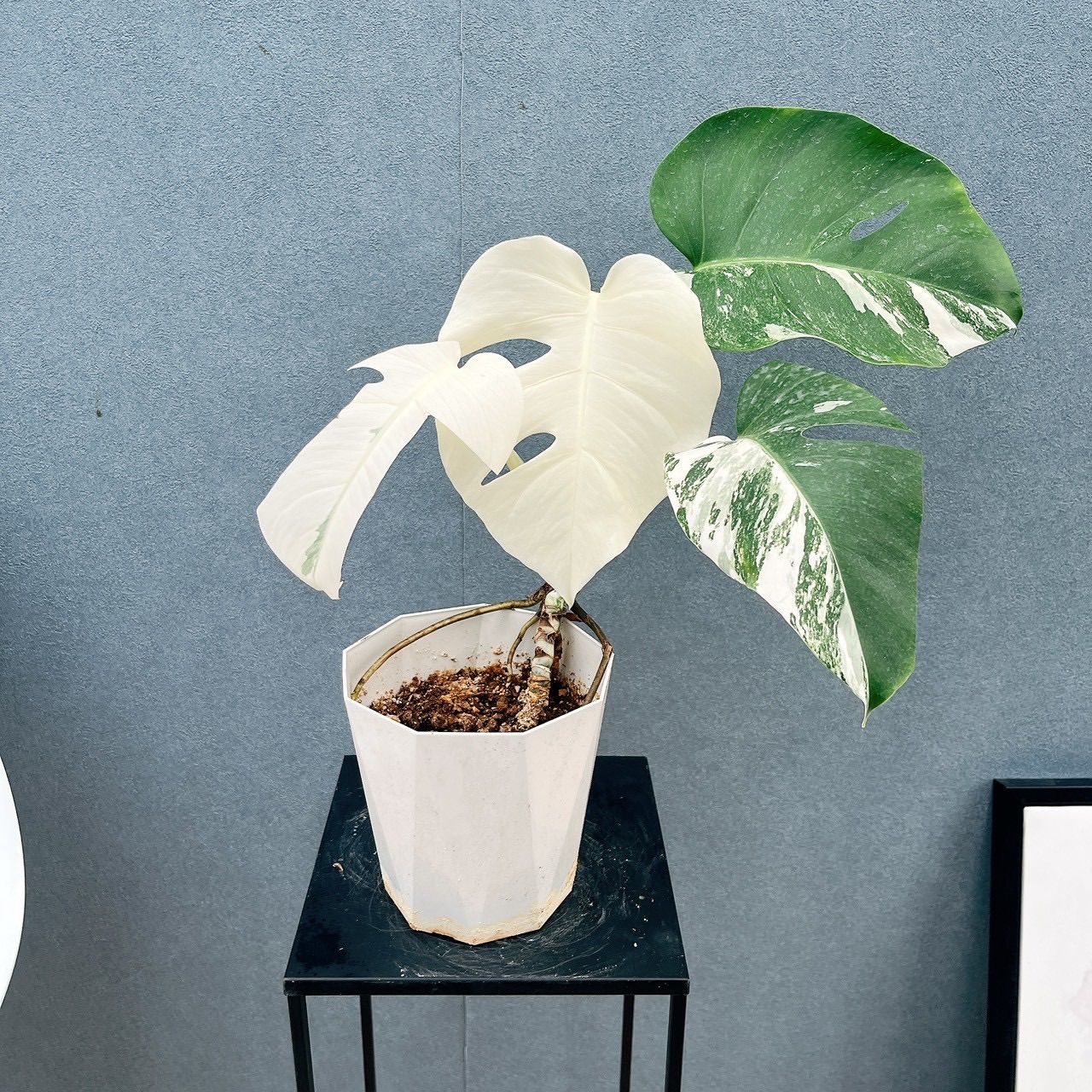 現品 フルムーン 90番 モンステラ ボルシギアナ 6号 斑入り 観葉植物 室内 ホワイトタイガー