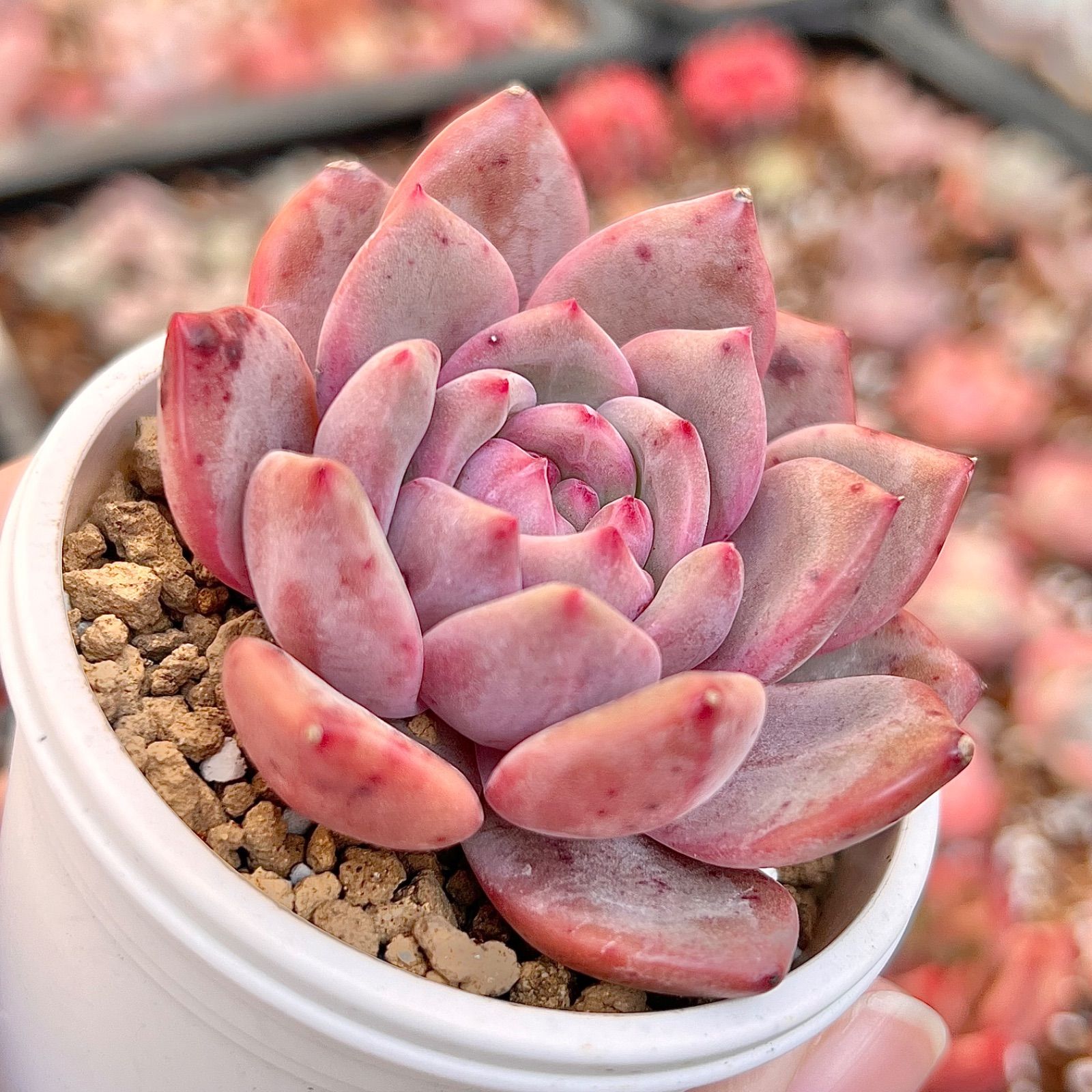 海外輸入 お取り置き 12月末〜 多肉植物 摘芯株❁︎アリエル錦 抜き苗 ...