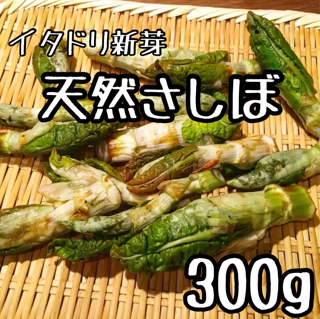 ブランド品専門の 今が旬】朝どれ天然さしぼ イタドリ新芽 メルカリ - 300g 野菜