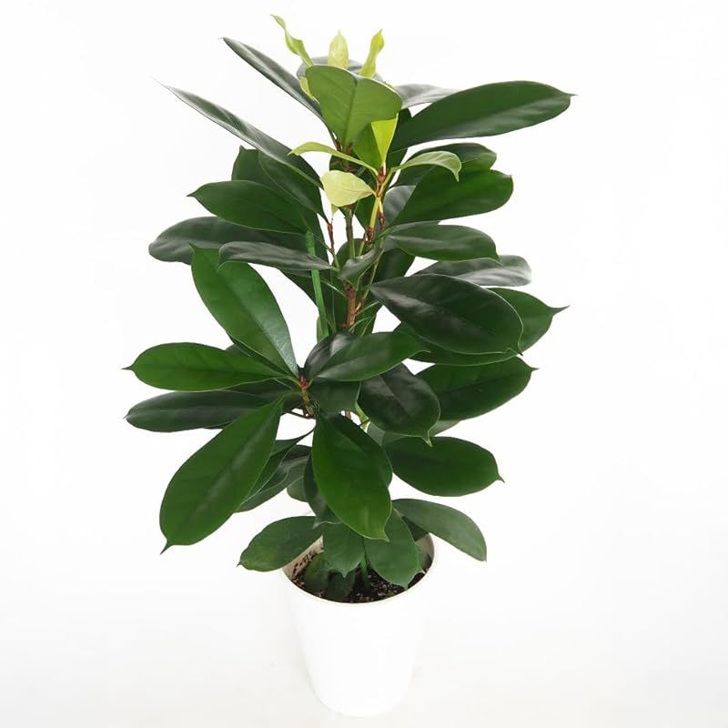 ♥ ＩＴＡＮＳＥ フィカス キアティスティプラ 8号 1個売り 観葉植物 学名 Ficus cyathistipula クワ科 イチジク属 常緑高木 光沢のある濃いグリーンの葉が特徴 育てやすい観葉植物 葉表は濃い光沢のある緑色 葉裏は薄い緑色を 0