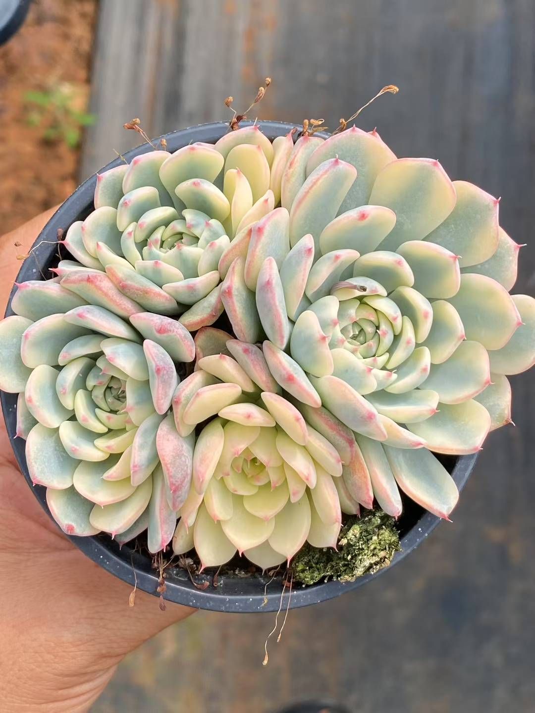 抜き苗 ヒメレン錦 QS1079×24株 ふっくら 多肉植物 エケベリア