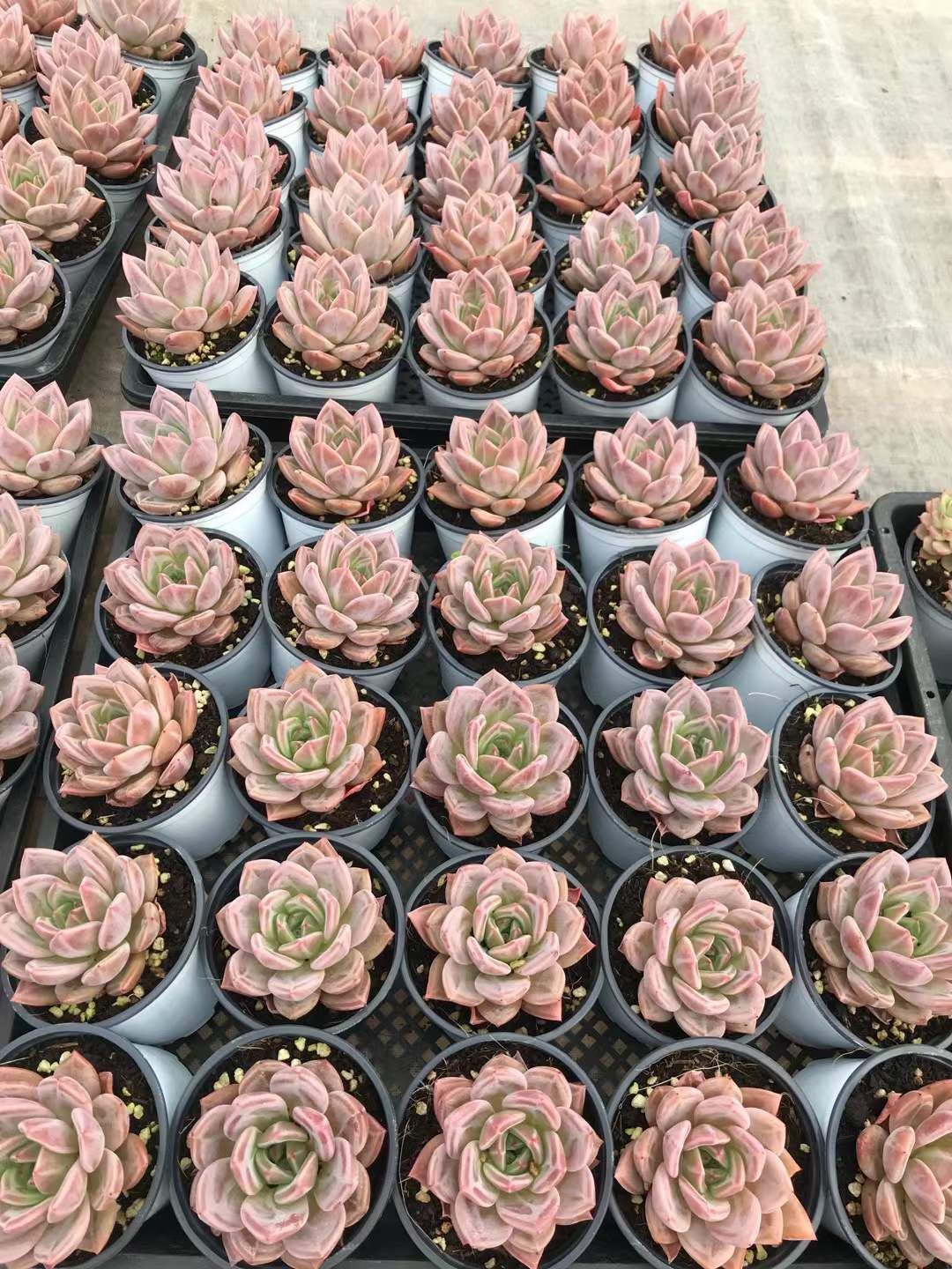 SKL1229×36 ムラサキシャンパン 抜き苗 多肉植物 アエオニウム エケベリア 韓国苗 STEELWINDOWSANDDOORS_COM